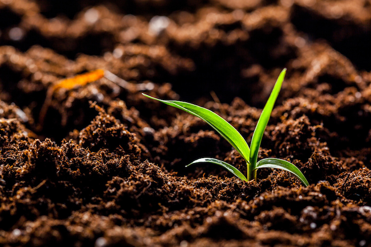 Compost Di Primavera Ambiente Servizi